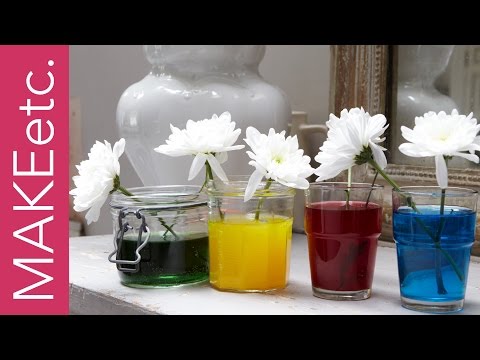 Kids&rsquo; Science Experiment - How to turn white flowers into colourful carnations!