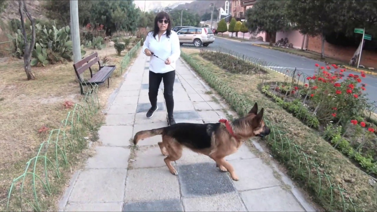 Pastor alemán - Como hago para que mi perro no tire de la correa?