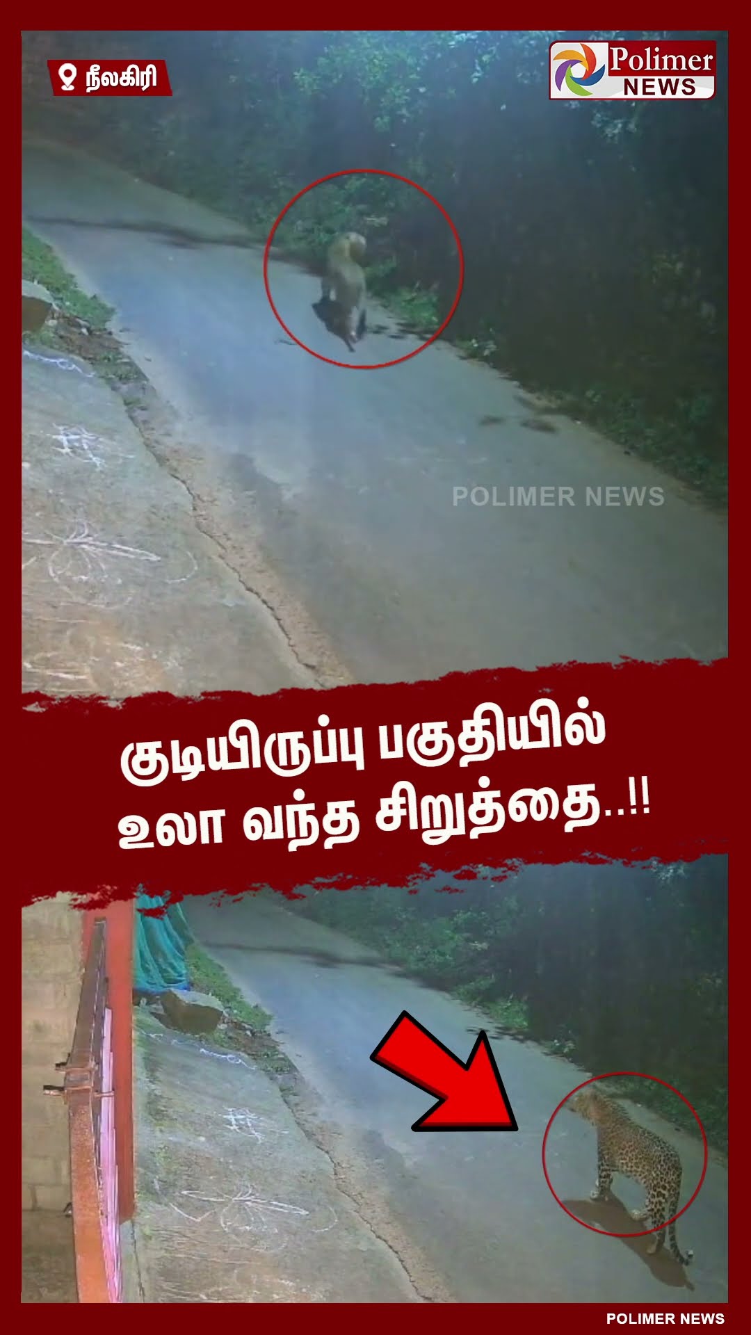 குடியிருப்பு பகுதியில் உலா வந்த சிறுத்தை..!! #shorts