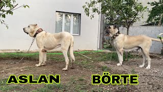 Börte Yavruya Fena Ders Verdi̇ Son Kafes Bi̇tti̇