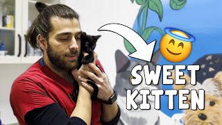 Vaccinating A Distracted Kitten! ( Confused Sweet Cat ) by Tugay İnanoğlu 65,083 views 2 months ago 8 minutes, 22 seconds
