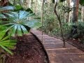 A walk through the Daintree Rainforest