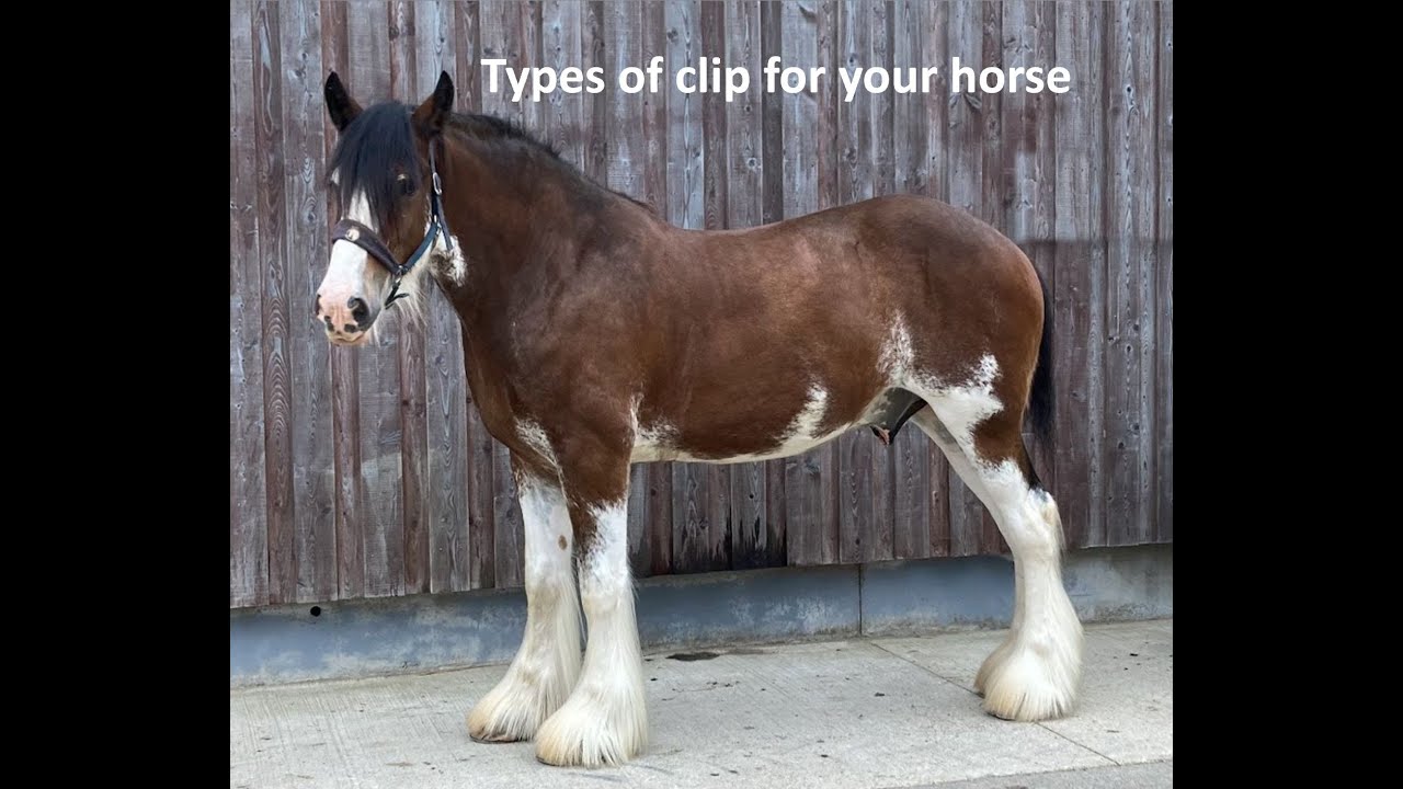 types-of-clip-youtube