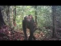 Gabon&#39;s rainforest wildlife caught on a single trap camera. What an incredible diversity!