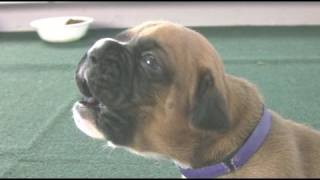 Boxer Puppies Howl (in HD) by Outstanding Videos 517,287 views 12 years ago 2 minutes, 39 seconds