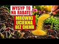 MRÓWKI NISZCZĄ RABATY? / WYLEJ TO I UCIEKNĄ W 1 NOC BEZ CHEMII!