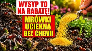 MRÓWKI NISZCZĄ RABATY? / WYLEJ TO I UCIEKNĄ W 1 NOC BEZ CHEMII!