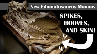 New Edmontosaurus Mummies: Spikes, Hooves, and Skin!