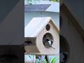 Build This Simple & Creative Bird Feeder! #shorts #youtubeshorts #viralshorts #craftideas