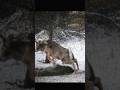 Deer Hunting with a Teerkamad #deerhunting #harehunting #animals #sporthunting #harehunting #hunting