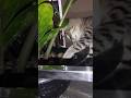 ഇങ്ങനെയൊന്നുമല്ലടാ #funnycats #malayalam #comedy #catvideos #cute