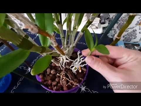 Размножение орхидей в домашних условиях дендробиум