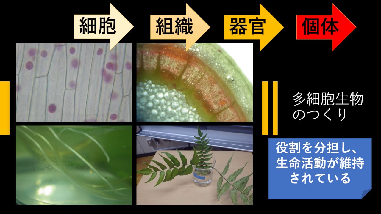 単細胞生物と多細胞生物 中2動物 Youtube