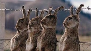 Craftwars Redux - Extremely Short Guide to Easter Tier