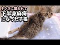 【余命宣告】キツネに襲われて重傷の子猫を保護しました。
