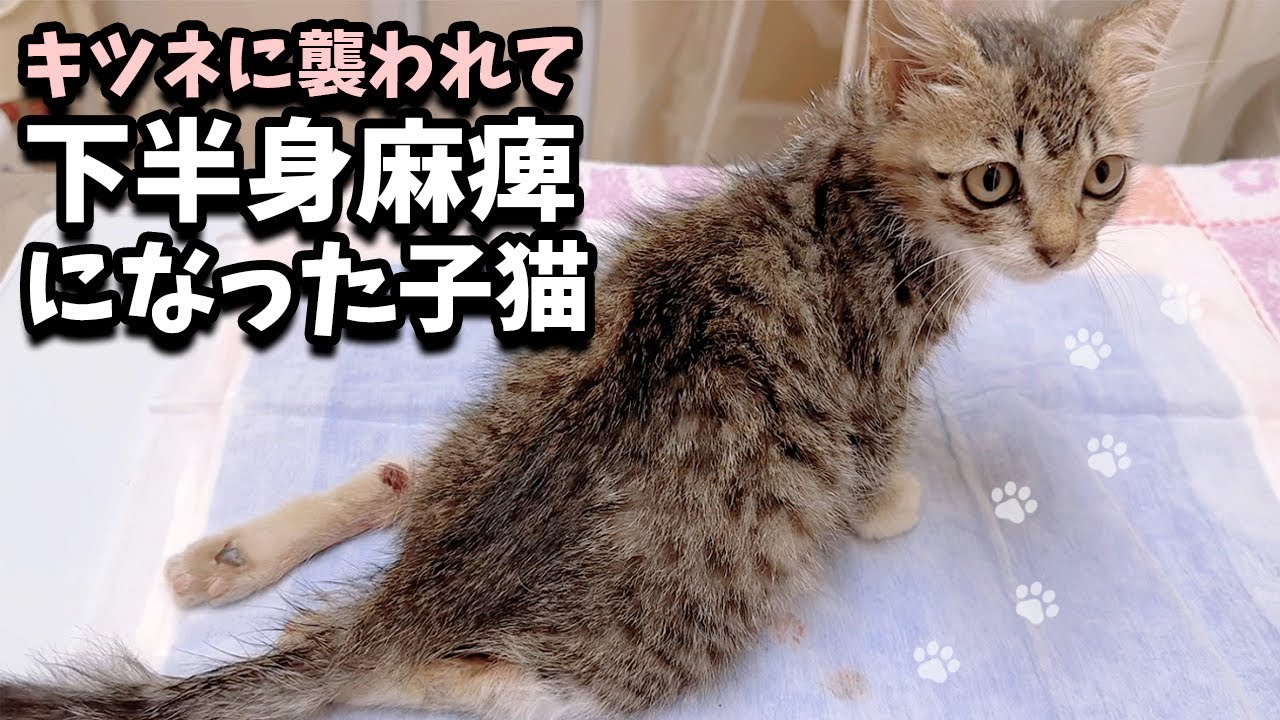 【余命宣告】キツネに襲われて重傷の子猫を保護しました。