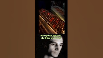 How spoiled eggs are identified and sorted #shorts #ytshorts #viralvideos
