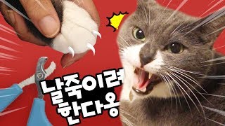 A screaming cat when shaving his toenails.