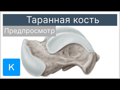 Таранная кость (предпросмотр) - Анатомия человека | Kenhub