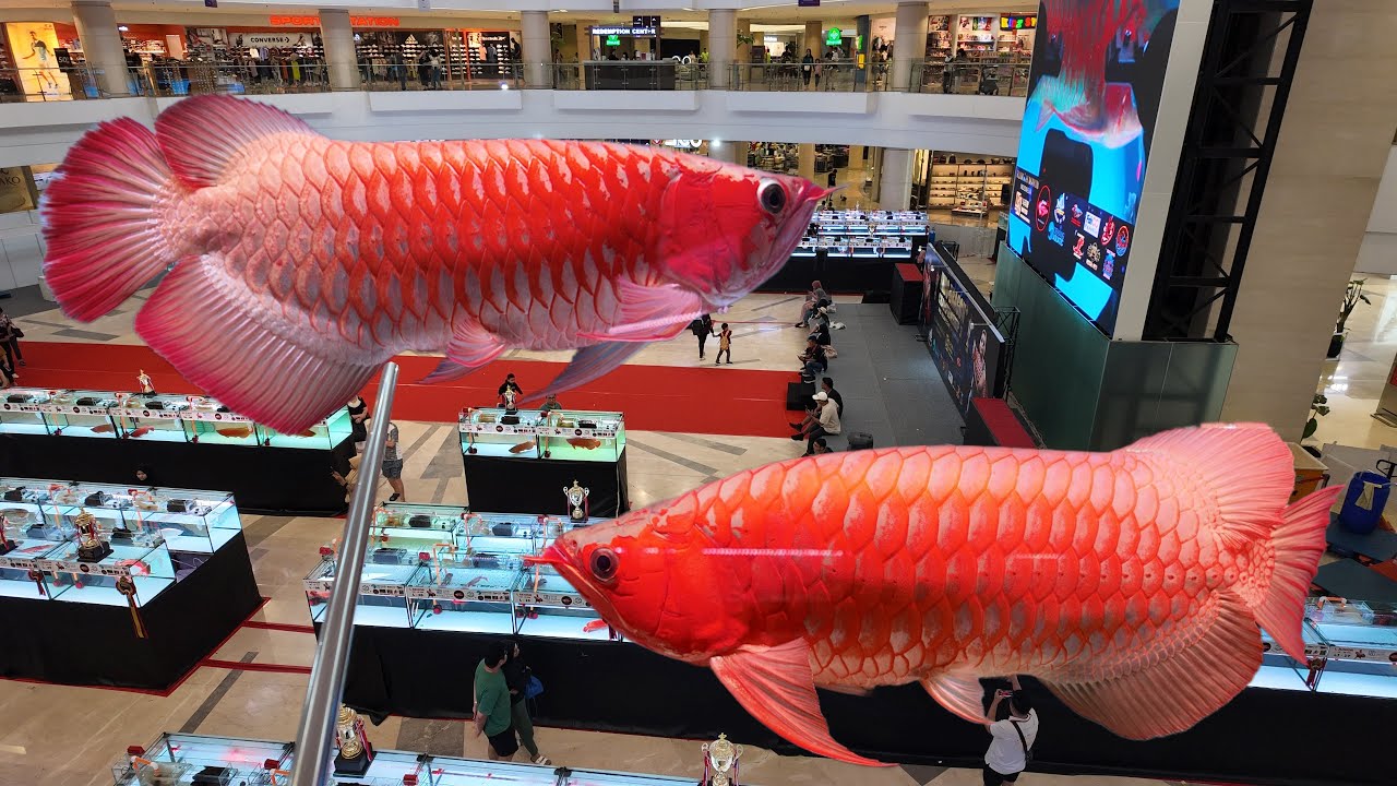 Tập 2 : Các dòng cá rồng Huyết Long tham gia cuộc thi Jakarta - Indonesia (Quay chi tiết )