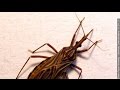 This Is Not Just A Simple Bug, They're Starting To Appear Everywhere. If You See Them, Do THIS IMMEDIATELY!