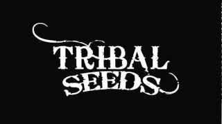 Watch Tribal Seeds Youth Of The World video