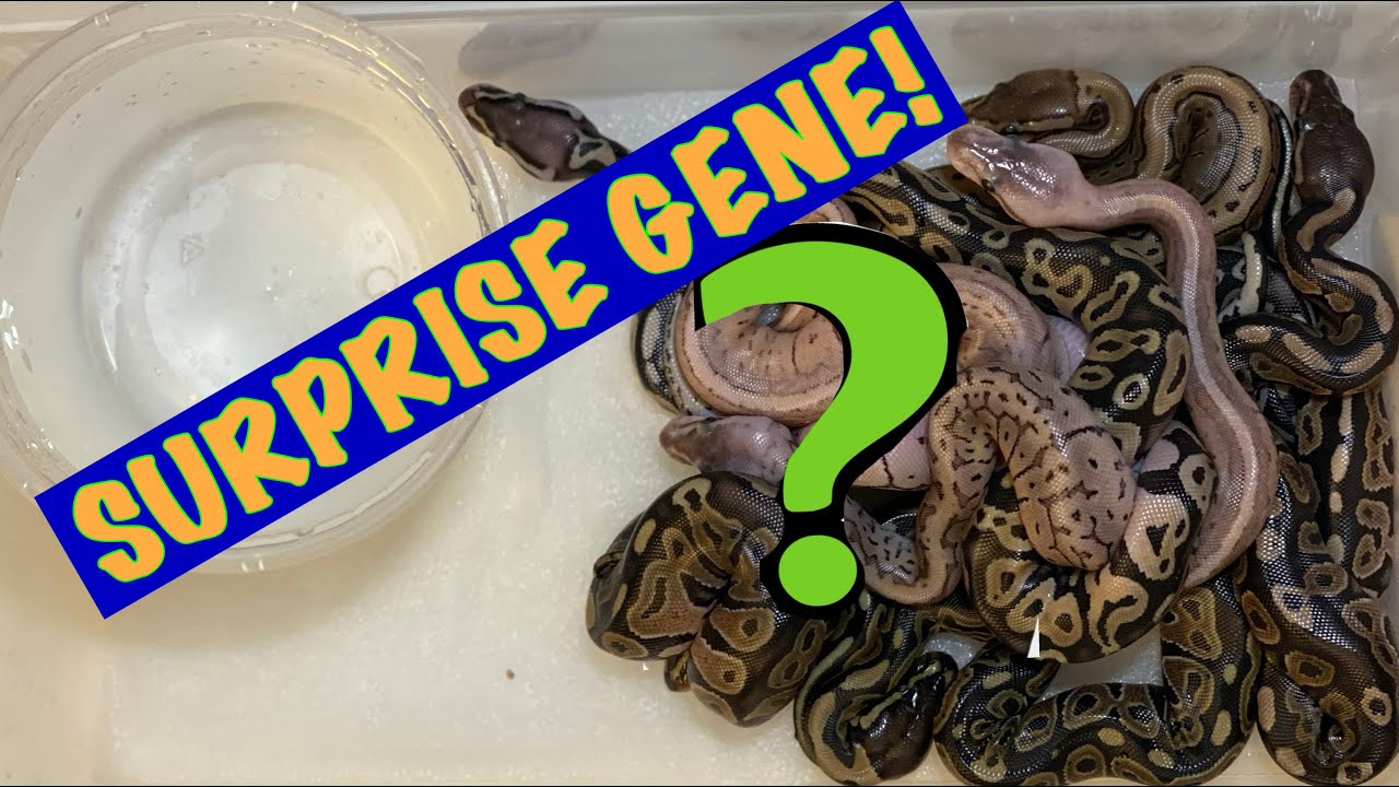 2020 Ball Python Clutch #1 Surprise Gene - High Desert Pythons - YouTube
