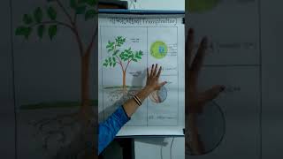 B. Ed. 3rd Sem Life Science method paper, Chart and model
