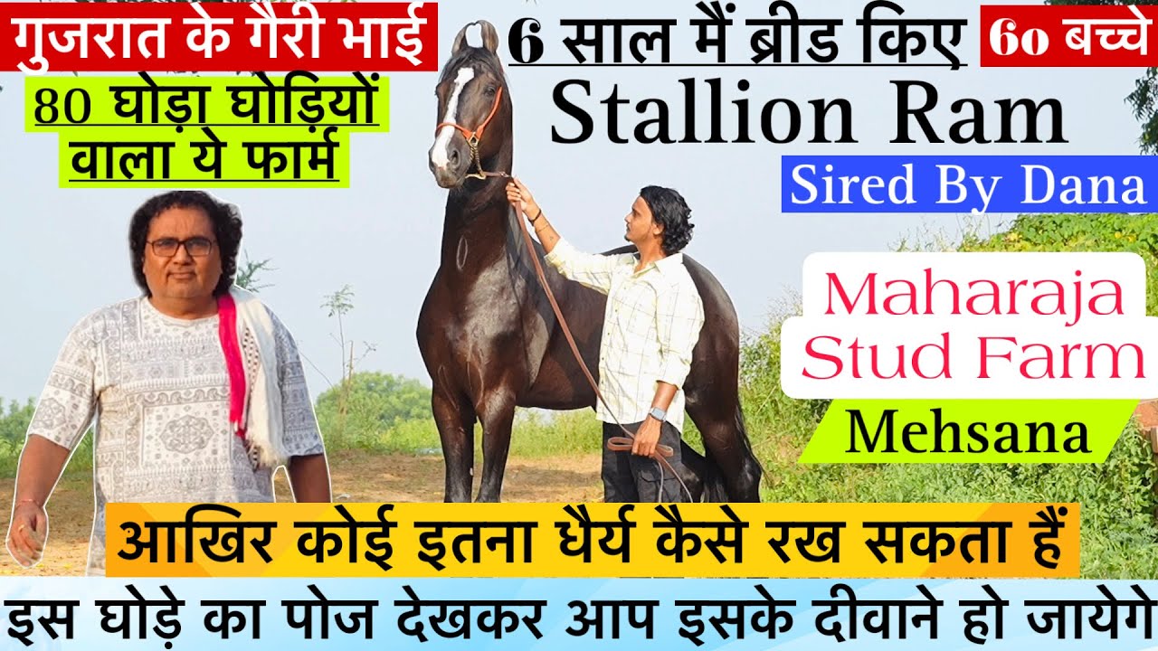दाना घोड़े का बच्चा राम मिलिए गुजरात के 80घोड़ा घोड़ी रखने वाले फार्म के ऑनर विष्णु भाई से !