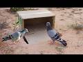 Amazing Best DIY Bird Trap Using Box With Hole - How To Make Bird Trap Work 100 %