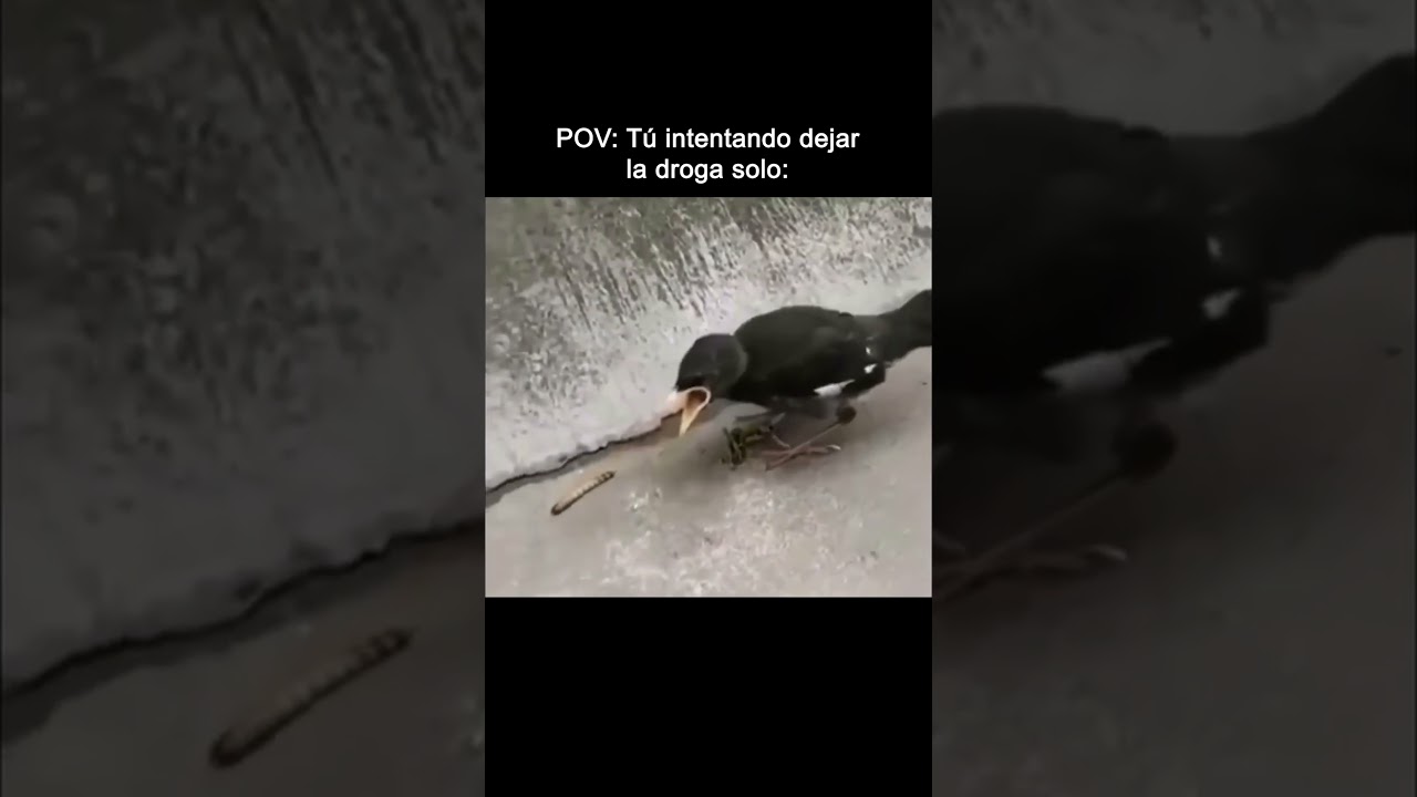 ⚒️ Dejarlo solo es chocar contra un muro. Con guía, el muro cae.