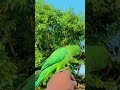 Tum kon ho 😍🦜 #parrot #talkingparot #funny #nonstoptalkingparrot #birds #cute #viral #viralvideo