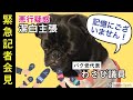 【黒パグわさび】パグの性格？悪行の数々( ﾟДﾟ)