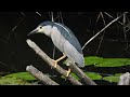 Kwak-Nycticorax nicticorax. Night Heron.Nachtreiher. Bihoreau gris.