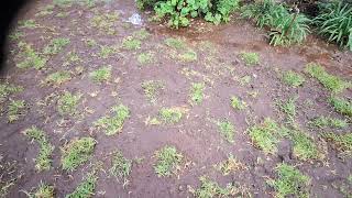 How to re-seed lawn that is mostly weeds. 