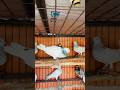 Bangladeshi racing gribaz pigeon