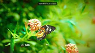 DI Project 6   RECREATED COLOR GRADING