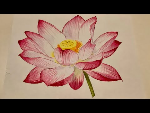 Как нарисовать цветок лотоса.Цветными карандашами.Пошагово.How to draw flowers.Painting lessons.