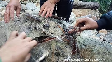 Dã Ngoại Thả Lưới Đêm Bắt Cá Suối Tây Bắc  Phần2