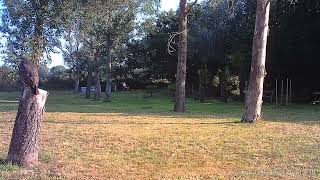 Buse variable sur tronc coupé - le jardin de la 2nde chance - propriétaire Fabrice Chanson