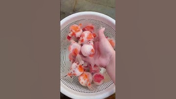 Những chú cá pingpong đáng iu