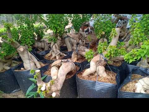 Video Hoa giấy cách tạo củ thay bầu .0814601031. - youtube
