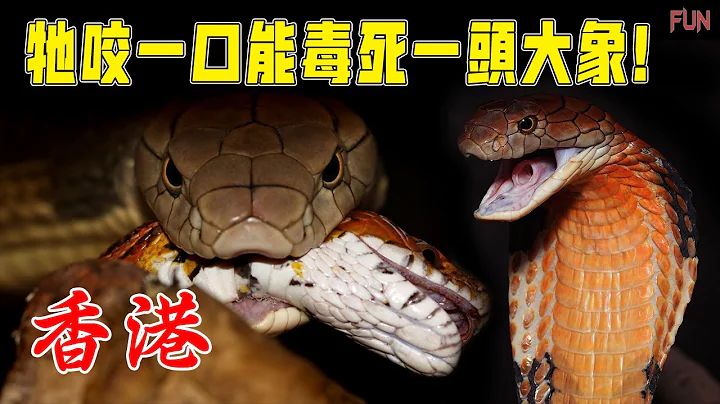 牠咬一口能毒死一頭大象！| 香港6種最致命的毒蛇！ - 天天要聞