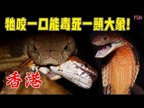 牠咬一口能毒死一頭大象！| 香港6種最致命的毒蛇！