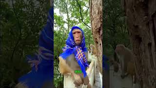 Celebrity He Tried to Impress a Monkey… It Did NOT Go as Planned 😂🍌 #short Net Worth