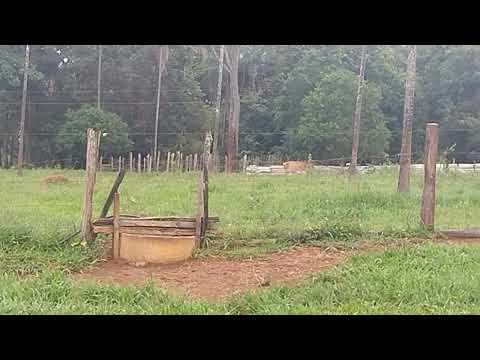 Acompanhe o vídeo até o final gado chegando no cocho de sal inscreva se deixe like e comente e compa