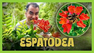 ESPATÓDEA: A ÁRVORE AFRICANA QUE ESTÁ SENDO PERSEGUIDA!