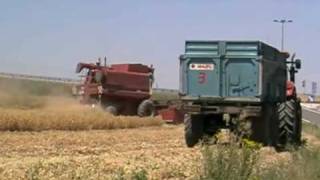 Moisson 2010 { 100 % Case IH }