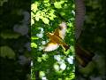 Untitled#GoldenOriole #YellowBird #ExoticBirds #NatureFilm