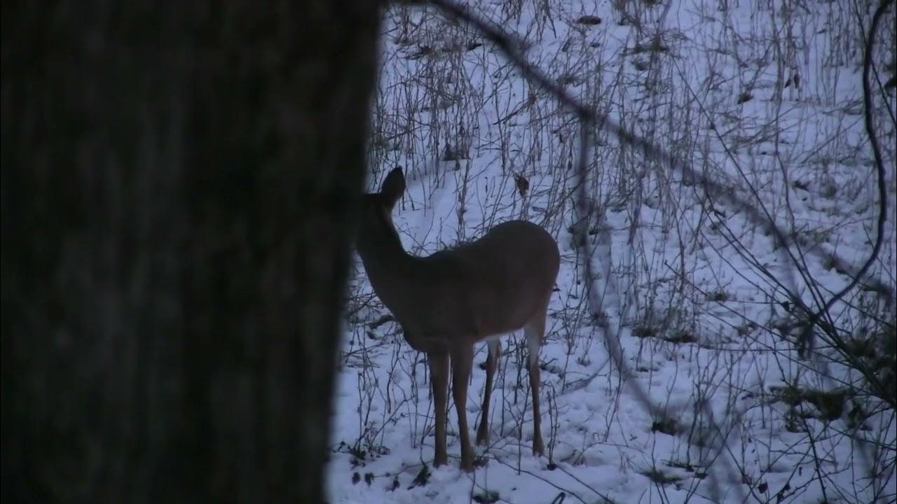 Michigan late season doe kill with the DeerSlayer! YouTube